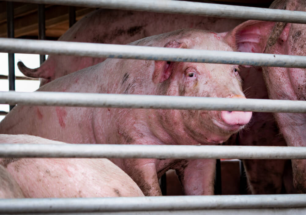 Wibest Broker — African: Pigs in truck transport from farm to slaughterhouse.