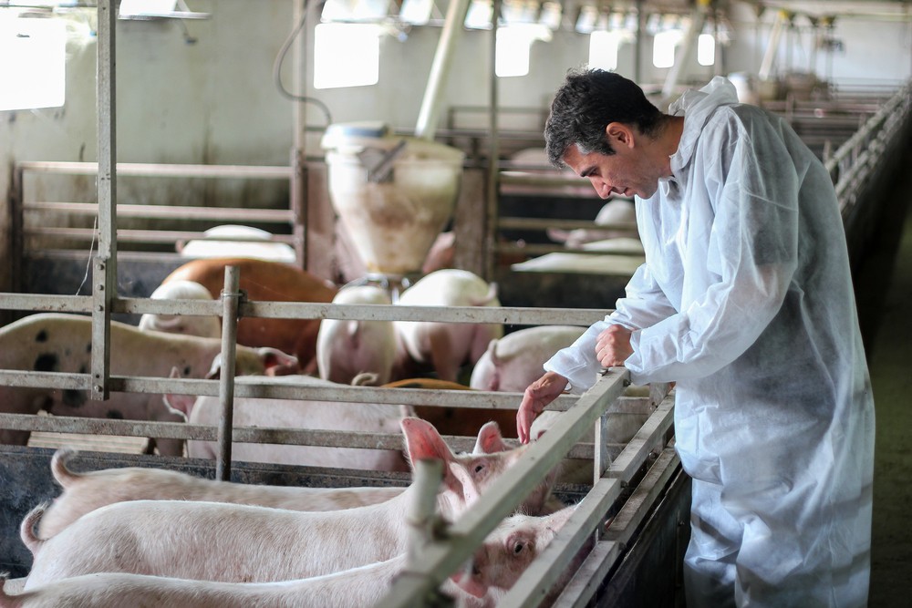Wibest – Pigs: A farmer taking care of his pigs.