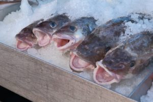 Wibest – Climate Change: Pacific cod fish on a market with ice.