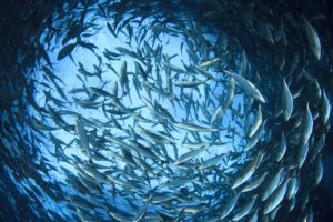 Wibest – Climate Change: A school of fish.