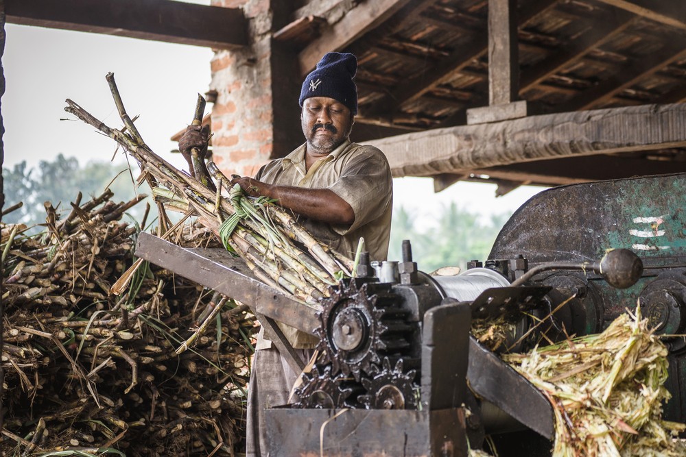 India's sugar production dropped sharply