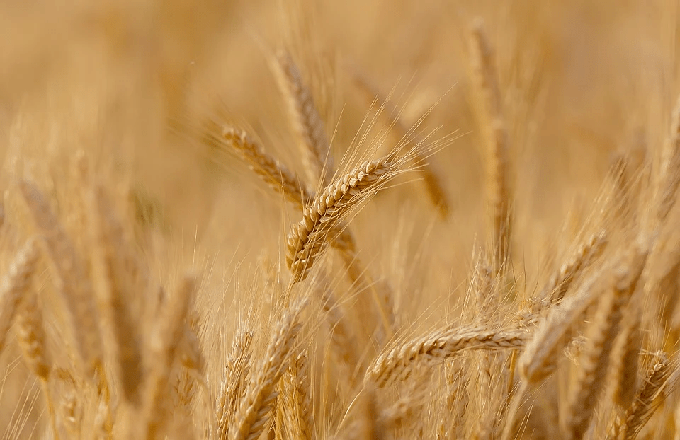 North America`s wheat damaged by drought