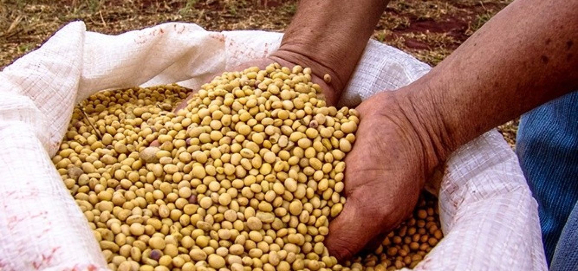 Wibest – United States: Two hands full of fried soybeans.