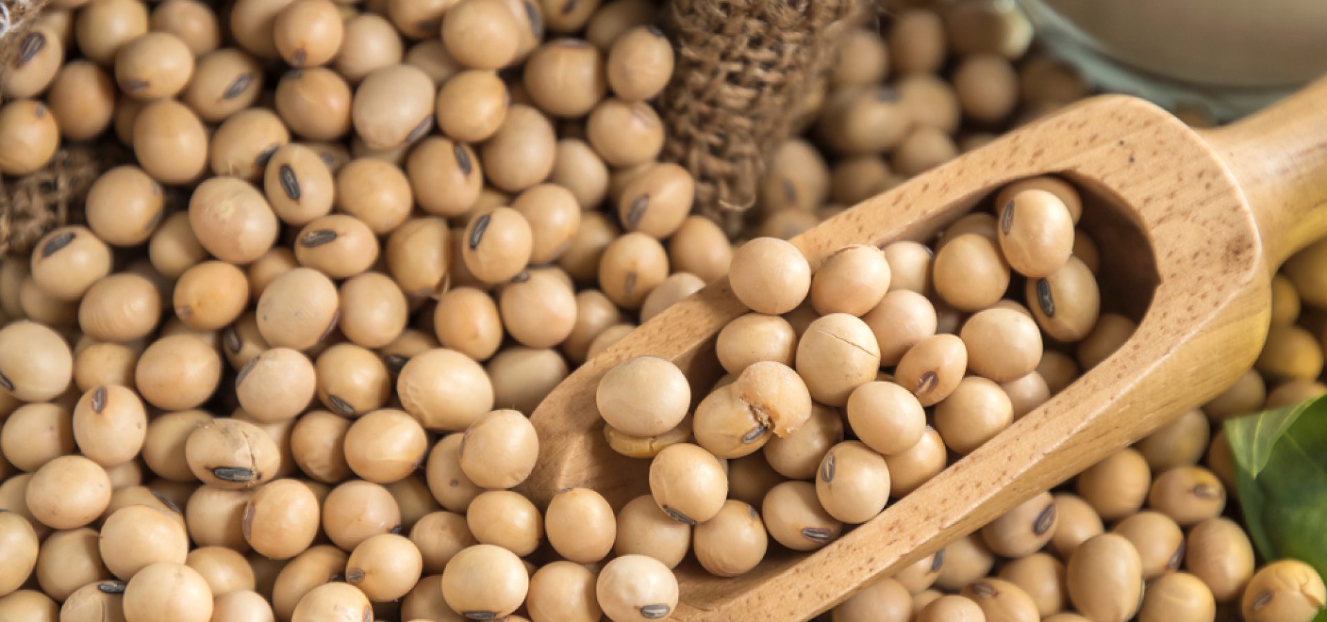Wibest – Grain Market: Soybeans