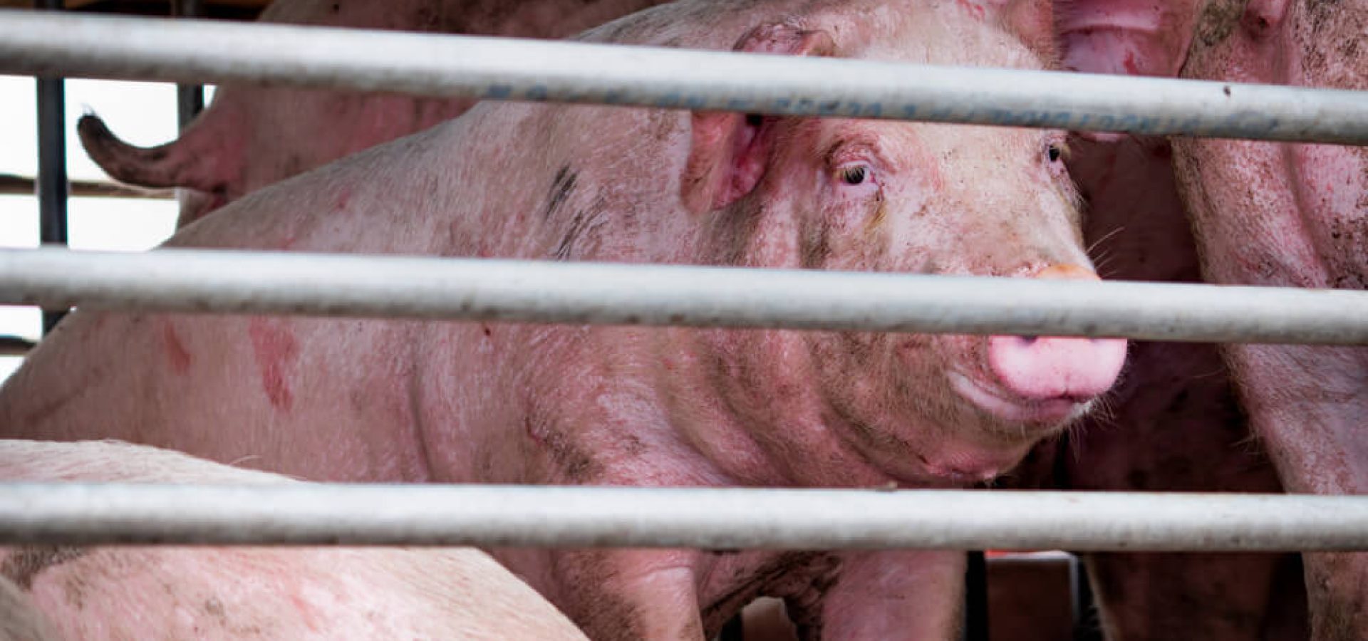 Wibest Broker — African: Pigs in truck transport from farm to slaughterhouse.