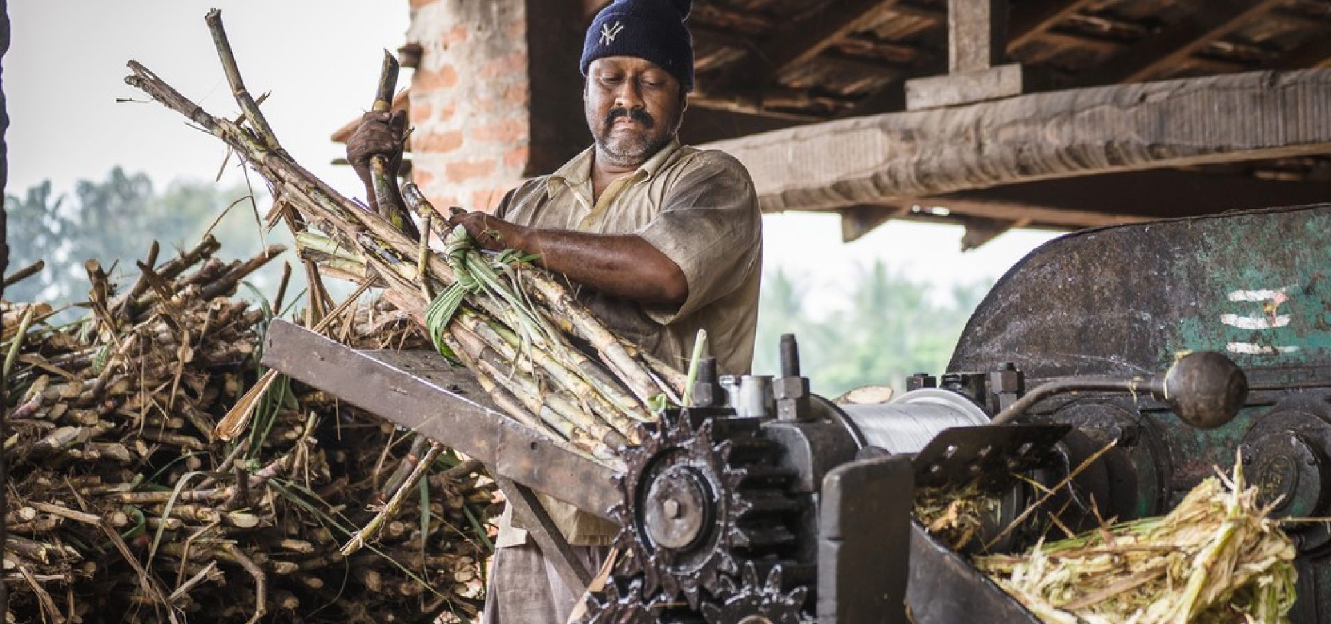 India's sugar production dropped sharply
