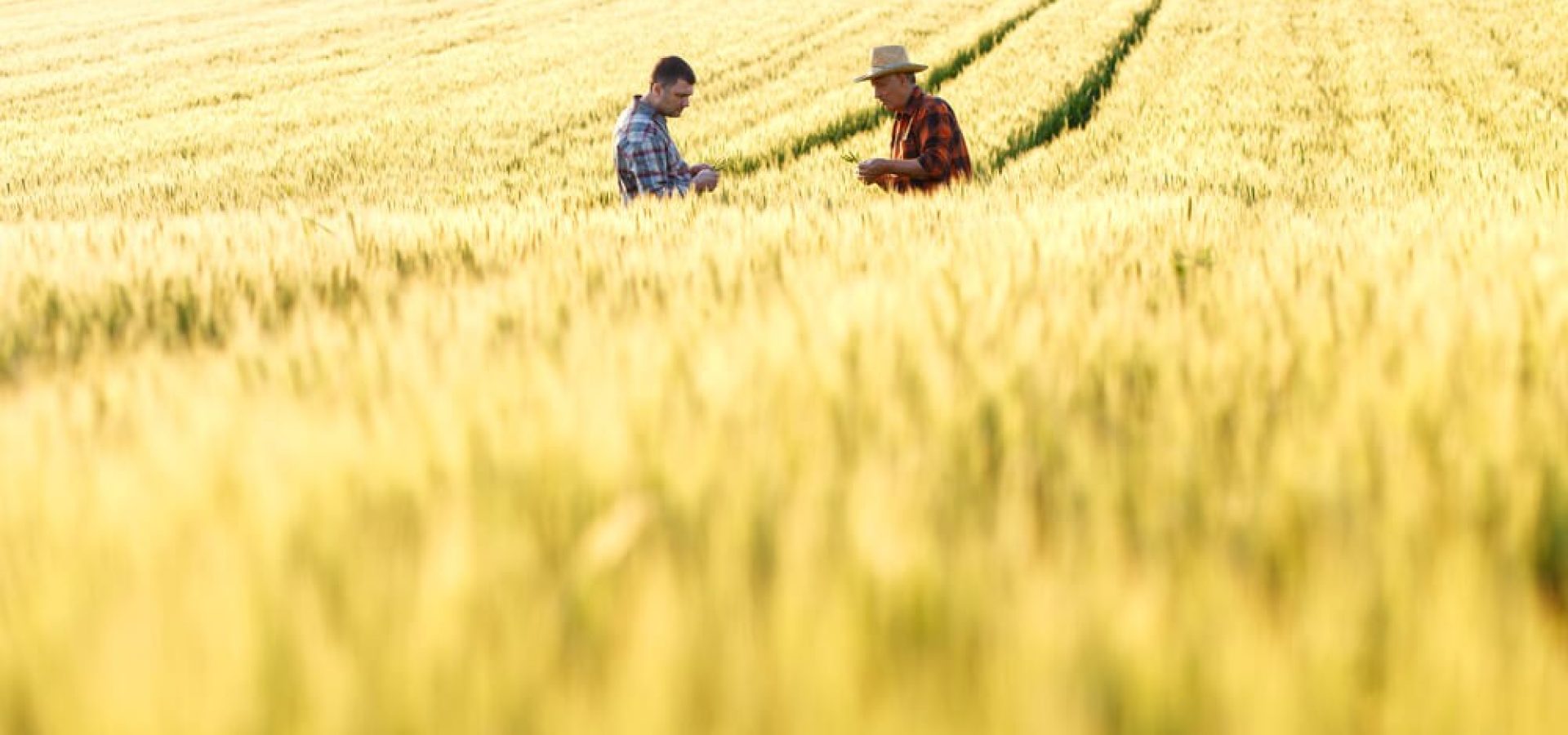 Wibest – US Government: Two farmers in the middle of a field.